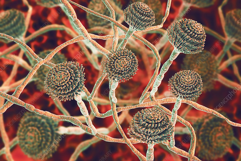 Fungus Aspergillus Fumigatus